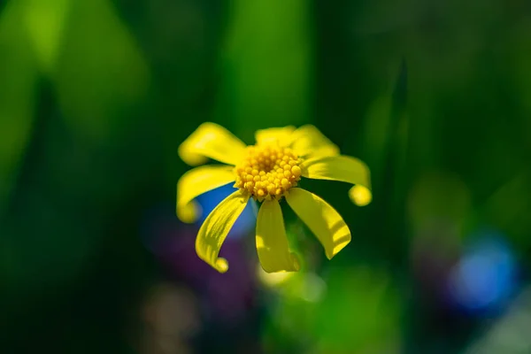 Kleine Gelbe Blume Auf Einem Hintergrund Aus Grünen Blättern — Stockfoto