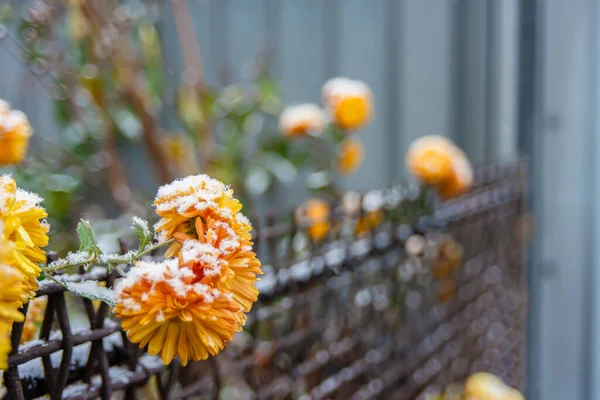 A beautiful flower grows outside on a small fence and is all shrouded in snow, close-up.