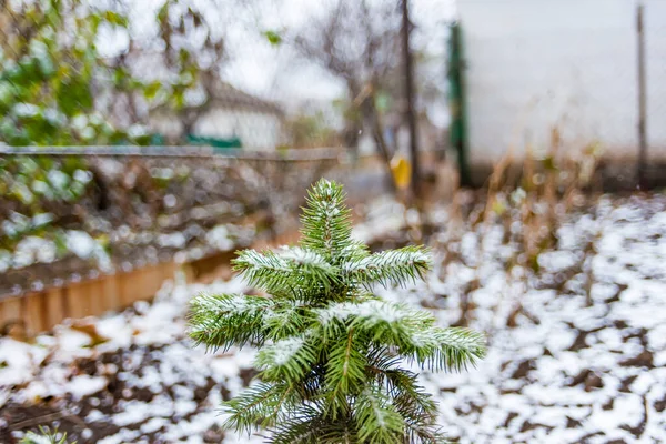 Małe Piękne Drzewo Jest Okryte Śniegiem Zbliżenie — Zdjęcie stockowe