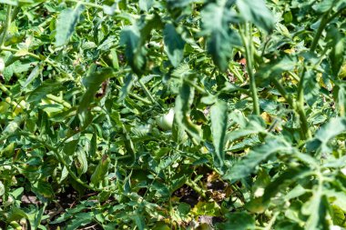 Olgunlaşmamış yeşil bir domates diğer domateslerle birlikte bir bahçe yatağında yetişir..