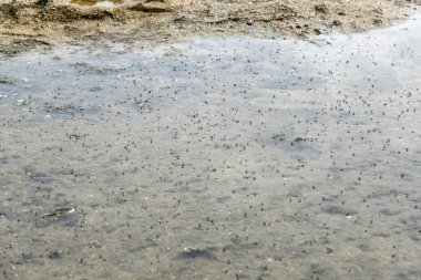 Küçük gölde bir sürü sivrisinek ortaya çıktı..