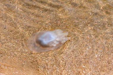 Azov Denizi kıyısında ölü bir denizanası yatıyor..