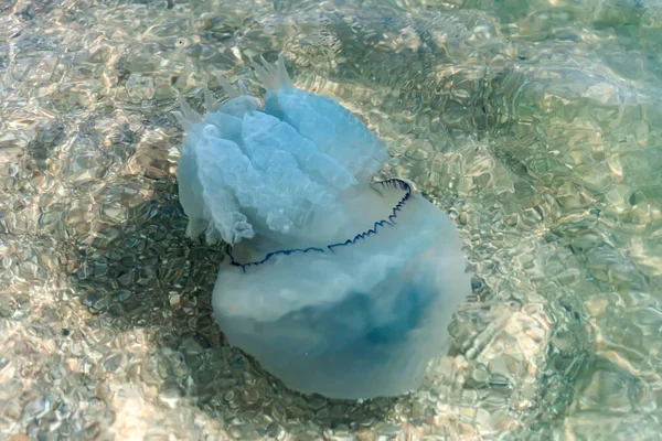 A beautiful jellyfish swims at the bottom in the transparent sea of Azov.