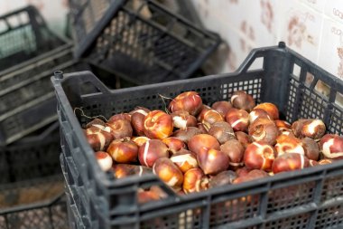 Kara kutunun içinde neredeyse açık lale soğanları var..