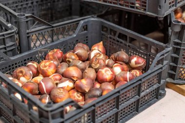 Yerde kutunun içinde bir lale soğanı var..