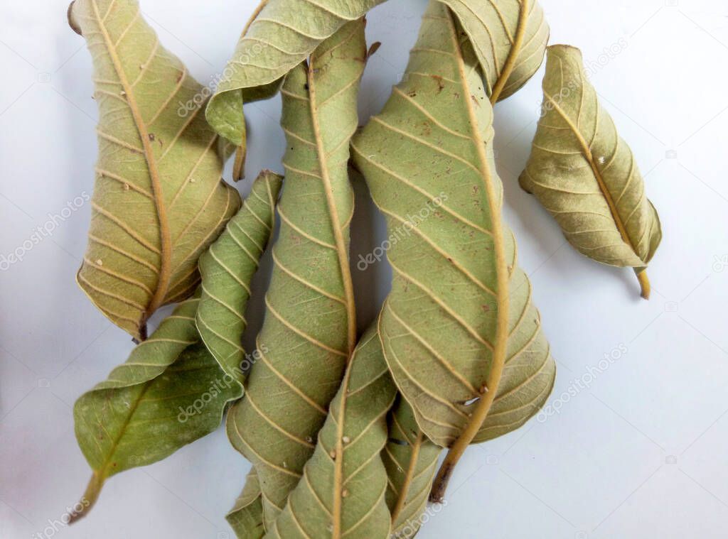 racimo de hojas de guayaba secas sobre un fondo blanco 2022