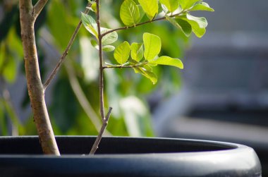 Genç guava ağacının yakınında siyah plastik bir tencerede sabah güneşiyle