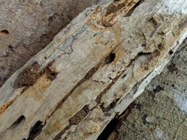 Yıpranmış ahşap yüzey dokusu arka planı. kaba ve çatlak