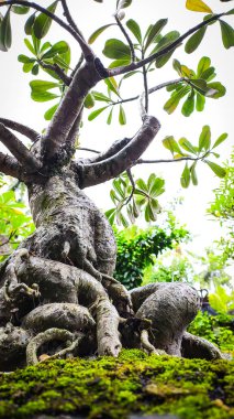 Frangipani bonsai 'ye daha yakından bak.