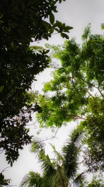 Hohe Bäume Mit Unterschiedlichen Blätterformen Von Unten Gesehen — Stockfoto