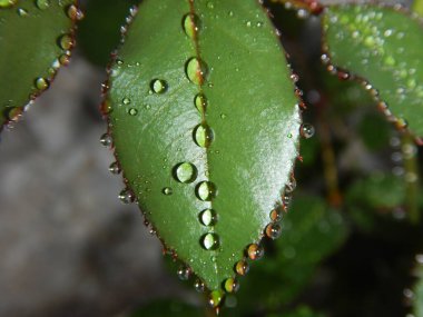 Damlacıklı gül yaprağı