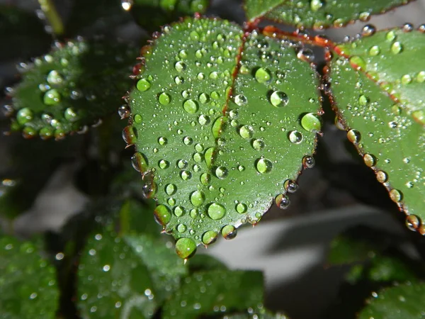 Rose Leaf Droplets — Stock Photo, Image