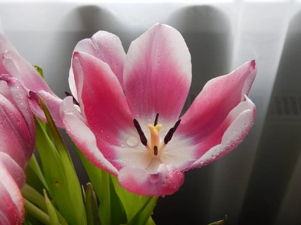 Tulipán Rosa Floreciente Con Gotitas — Foto de Stock