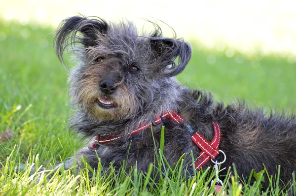 Perro de pelo largo acostado sobre hierba verde — Foto de Stock