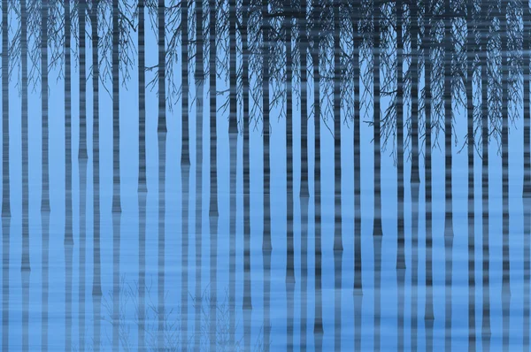 canes of bamboo reflected in blue water pond