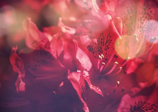 Volle Fläche der Rhododendron-Blüten fuchsia — Stockfoto