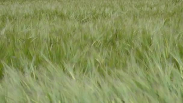 Zielony trawnik posadzone — Wideo stockowe