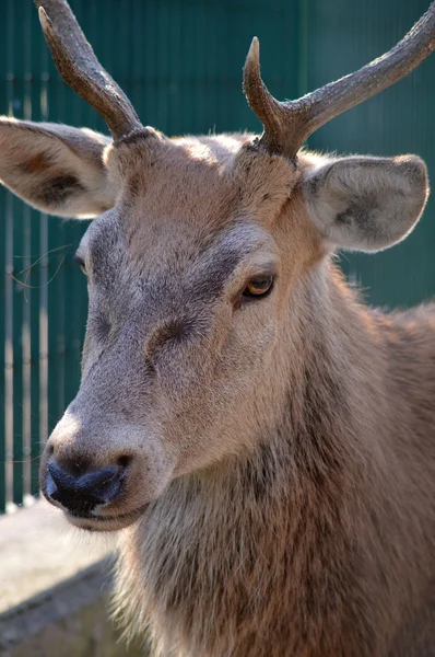 Rusa jantan dengan tanduk — Stok Foto