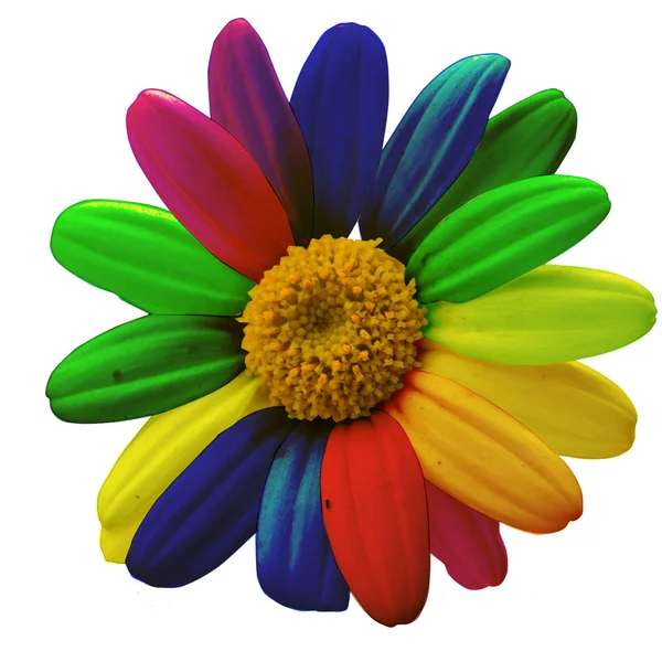 Colorful daisy — Stock Photo, Image