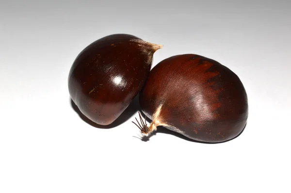 Två chestnut — Stockfoto