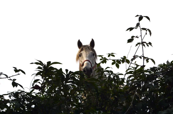 The horse hiding — Stock Photo, Image