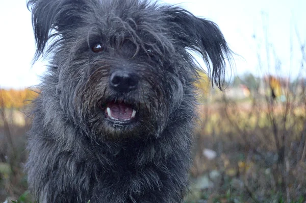 El perro pequeño — Foto de Stock