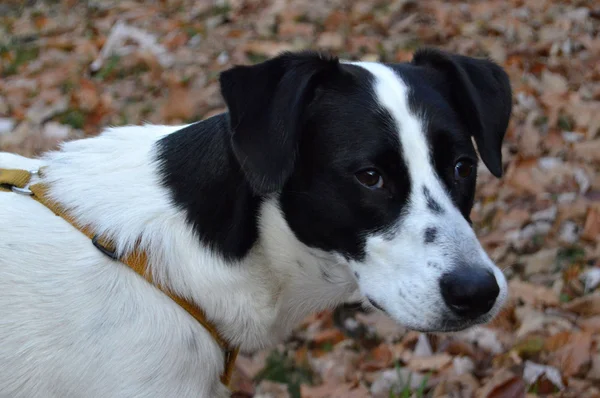 Perro blanco y negro — Foto de Stock