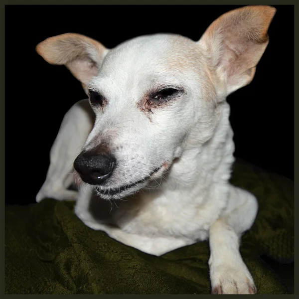 Pequeño perro blanco — Foto de Stock