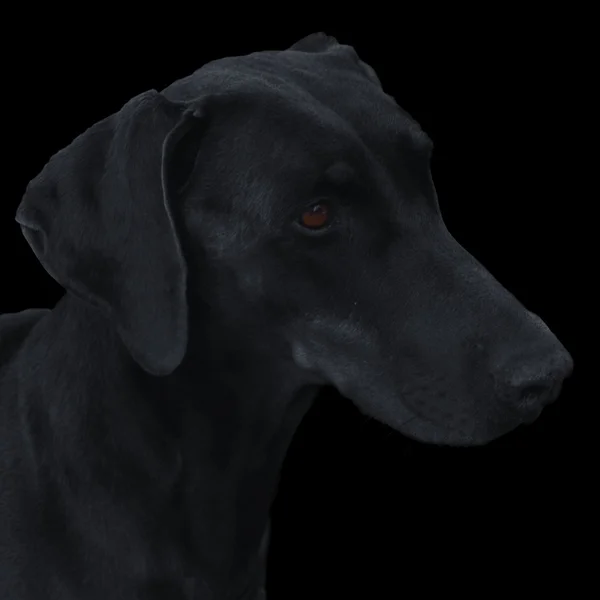 큰 검은 개 — 스톡 사진