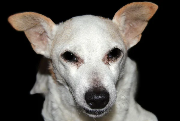 Hocico de perro blanco —  Fotos de Stock