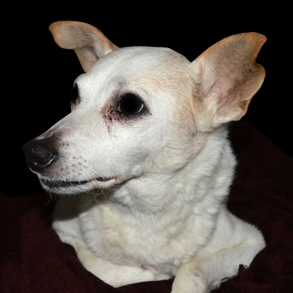 Perrito blanco con manta — Foto de Stock