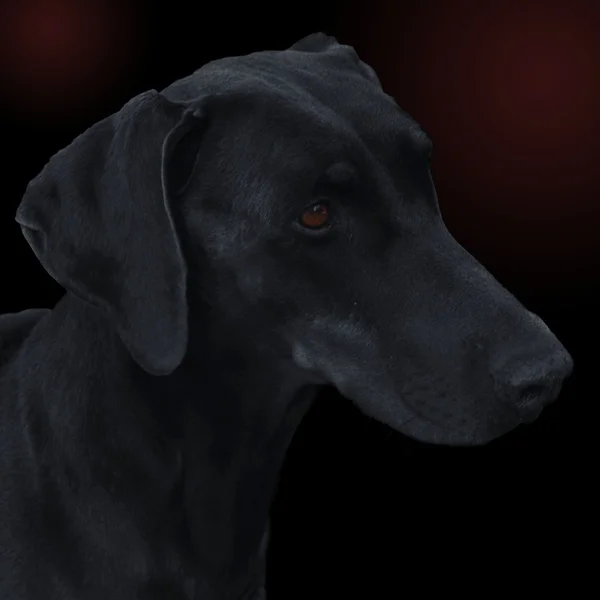 Grande cane nero — Foto Stock