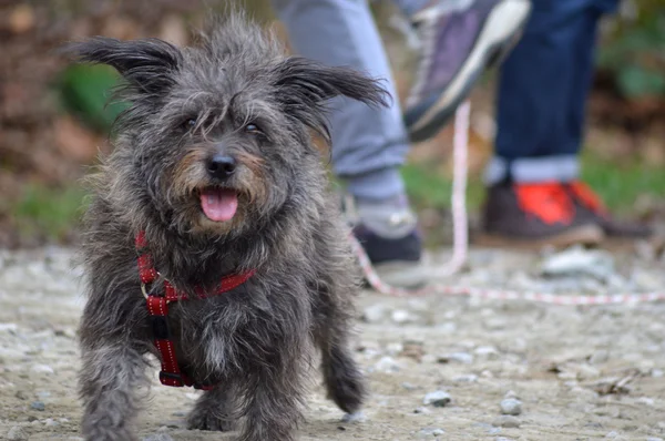 El perro feliz —  Fotos de Stock