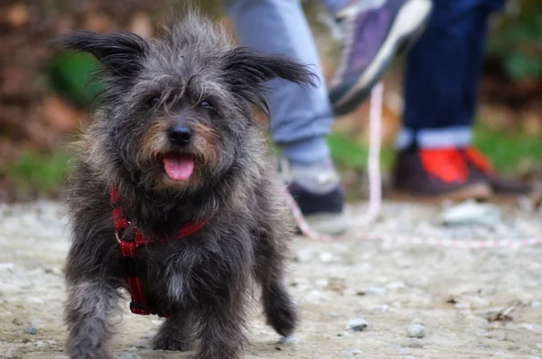 El perro feliz — Foto de Stock