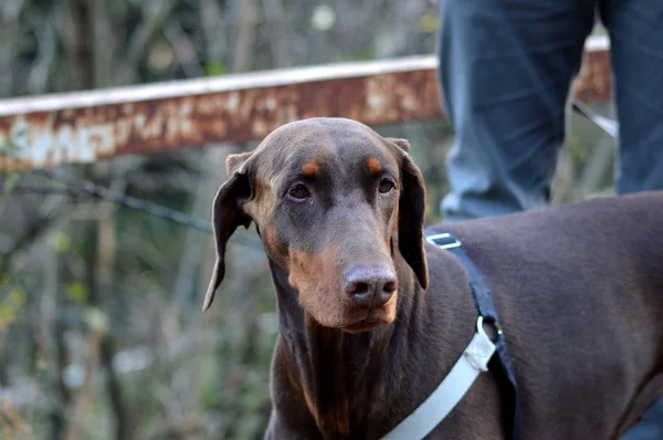 Il Dobermano Marrone — Foto Stock