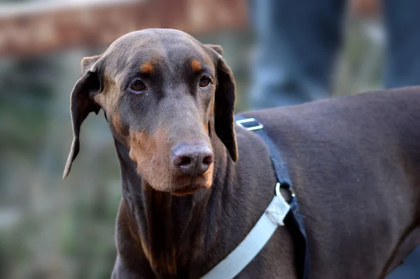 The Brown Doberman — Stock Photo, Image