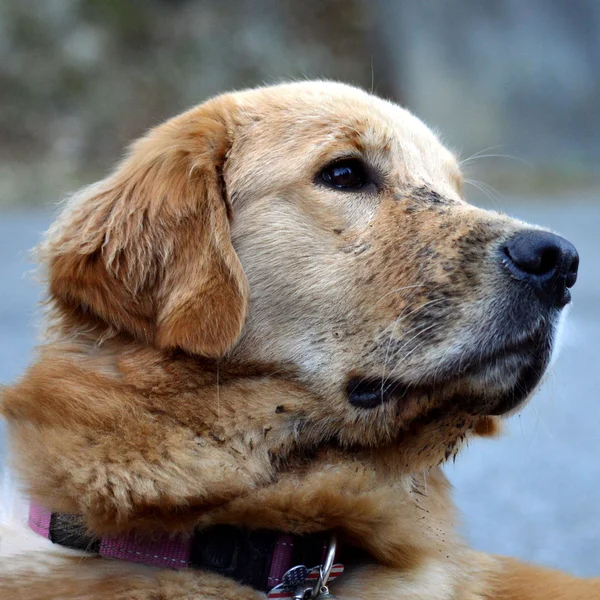 Testa di golden retriever — Foto Stock