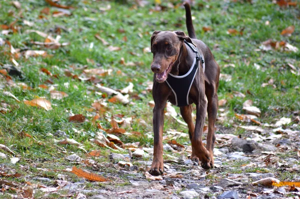 Doberman cane a piedi — Foto Stock