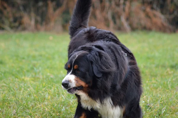 Il cane di Bouvier — Foto Stock