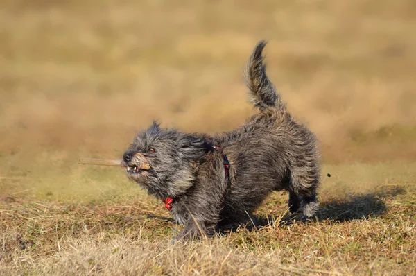 Perro saltando feliz — Foto de Stock