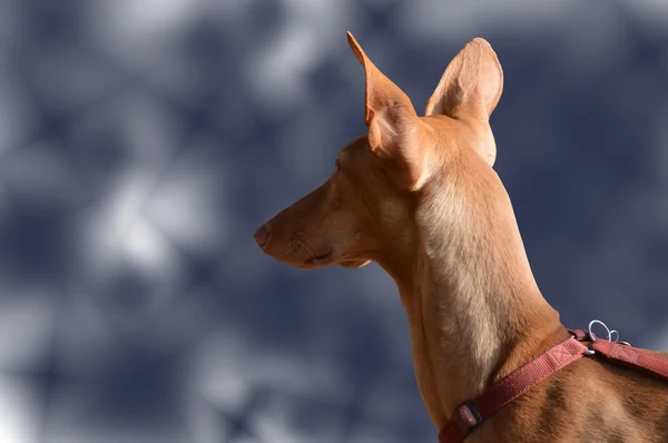 Podenco cane marrone — Foto Stock