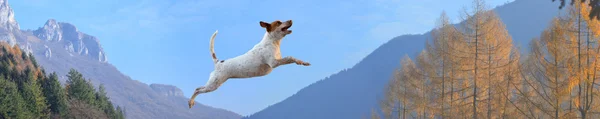 山の中の犬 — ストック写真