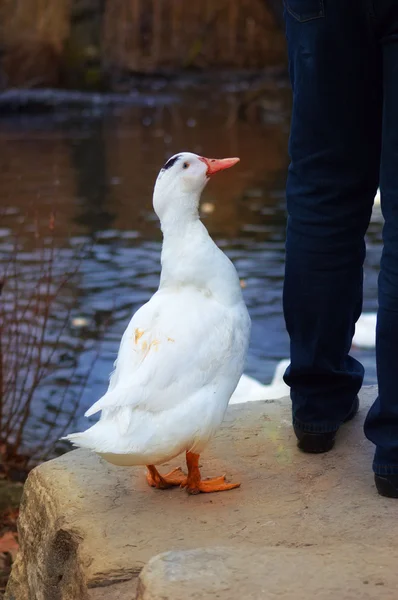 Trouwe witte eend — Stockfoto