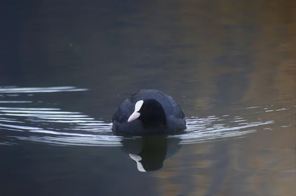 Pato preto na água — Fotografia de Stock