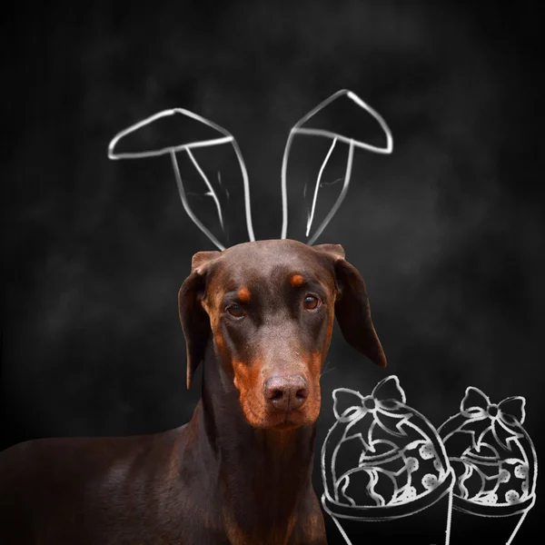 Doberman with bunny ears — Stock Photo, Image