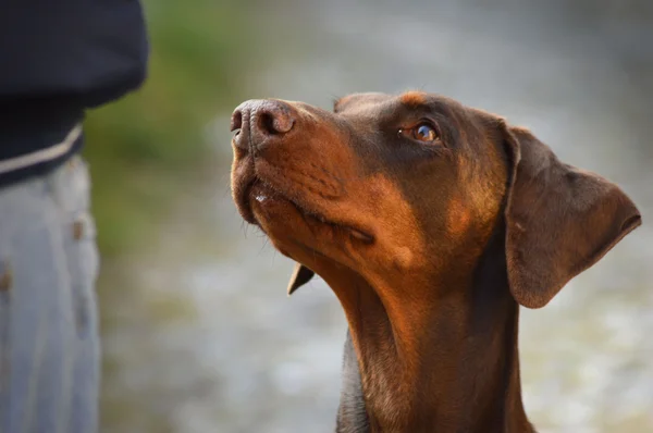 Cane marrone in attesa — Foto Stock