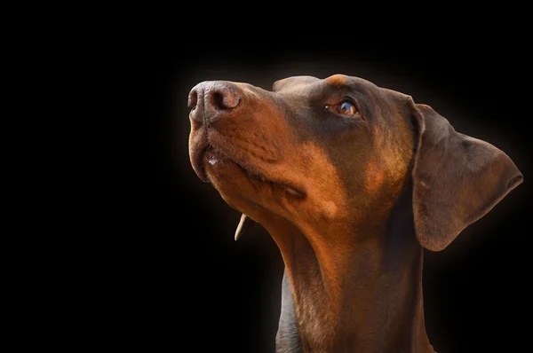 Cane marrone in attesa — Foto Stock