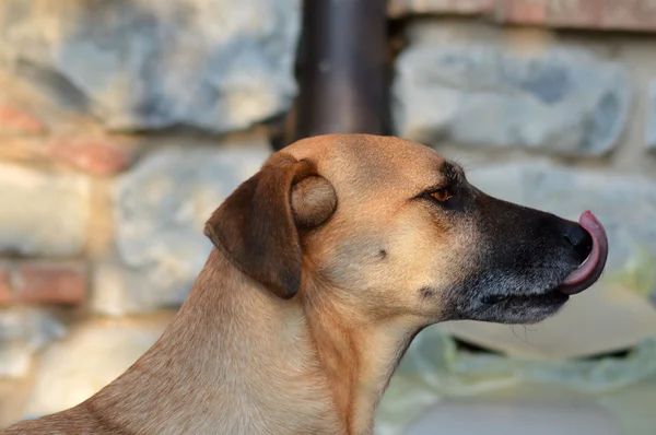 Brązowy pies czeka — Zdjęcie stockowe