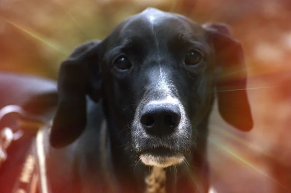 Чёрная собака на поводке — стоковое фото