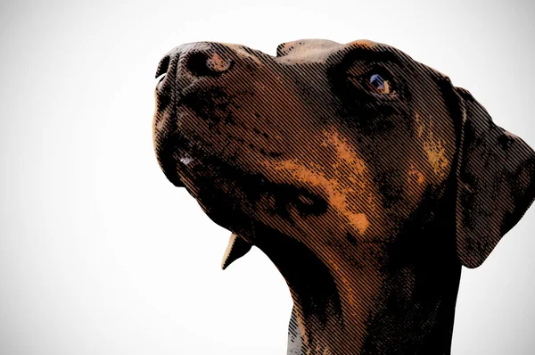 Fotomontaggio, cane bruno in attesa — Foto Stock